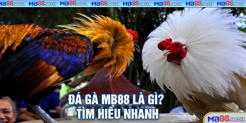 Đá Gà MB88 Là Gì? tìm hiểu nhanh