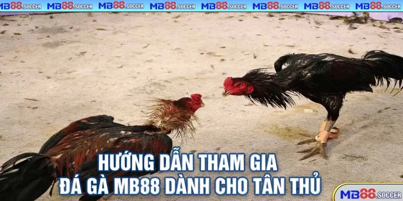 Đá Gà MB88 – Trực Tiếp HD, Cá Cược Nhanh, Thưởng Cực Khủng 2025! 3 Hướng Dẫn Tham Gia Đá Gà MB88 Dành Cho Tân Thủ