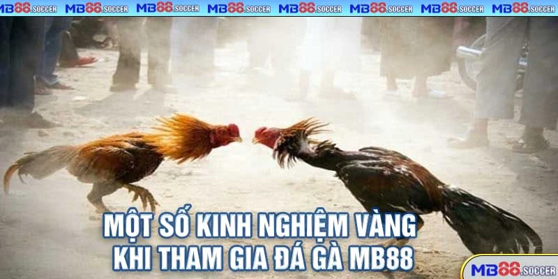 Đá Gà MB88 – Trực Tiếp HD, Cá Cược Nhanh, Thưởng Cực Khủng 2025! 4 Một Số Kinh Nghiệm Vàng Khi Tham Gia Đá Gà MB88
