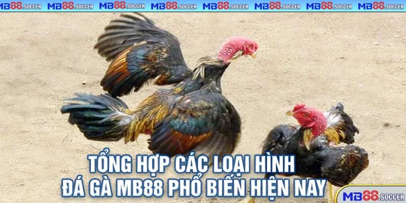 Đá Gà MB88 – Trực Tiếp HD, Cá Cược Nhanh, Thưởng Cực Khủng 2025! 2 Tổng Hợp Các Loại Hình Đá Gà MB88 Phổ Biến Hiện Nay